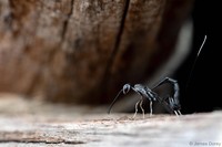 Australian Geographic Nature Photographer of the Year 2022