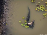 Australian Geographic Nature Photographer of the Year 2022