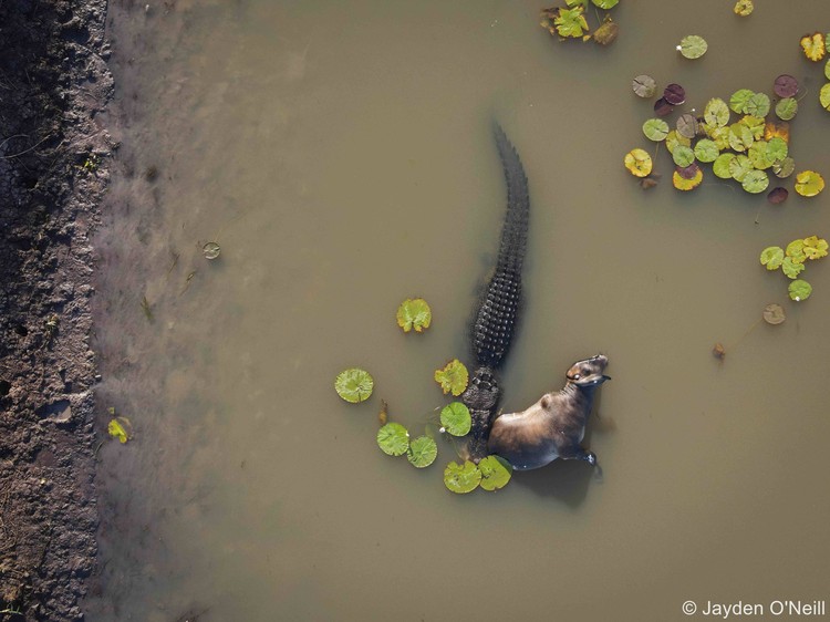 Australian Geographic Nature Photographer of the Year 2022