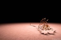 Australian Geographic Nature Photographer of the Year 2022