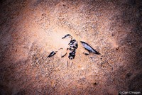 Australian Geographic Nature Photographer of the Year 2022