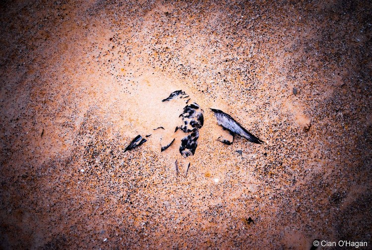 Australian Geographic Nature Photographer of the Year 2022