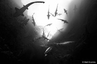 Australian Geographic Nature Photographer of the Year 2022