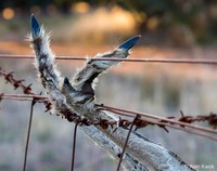 Australian Geographic Nature Photographer of the Year 2022