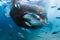 Australian Geographic Nature Photographer of the Year 2022