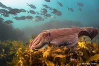 Australian Geographic Nature Photographer of the Year 2022