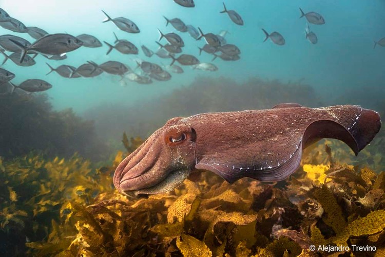 Australian Geographic Nature Photographer of the Year 2022