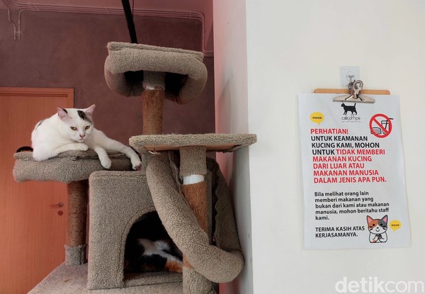 Semua kucing di sini punya nama lho. Ada Grey si kucing Persia berwarna abu-abu. Ada Choki, Lulu, Lili, Clara dan banyak lainnya. Semua kucing di sini punya nama lho. Ada Grey si kucing Persia berwarna abu-abu. Ada Choki, Lulu, Lili, Clara dan banyak lainnya.