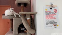 Semua kucing di sini punya nama lho. Ada Grey si kucing Persia berwarna abu-abu. Ada Choki, Lulu, Lili, Clara dan banyak lainnya.