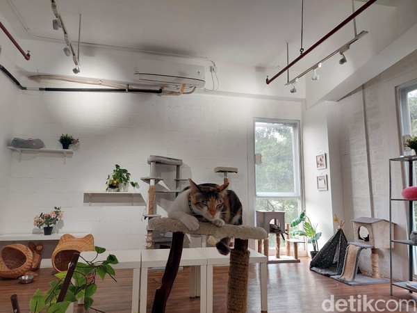 Kafe ini memang di desain ramah kucing. Di beberapa tempat pasir-pasir pun disebar. Juga banyak mainan, tempat tidur dan bantal yang bisa ditiduri oleh kucing. Kafe ini memang di desain ramah kucing. Di beberapa tempat pasir-pasir pun disebar. Juga banyak mainan, tempat tidur dan bantal yang bisa ditiduri oleh kucing.