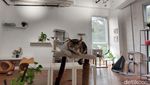 Foto: Tempat Nongkrong Pecinta Kucing di BSD, Tangsel