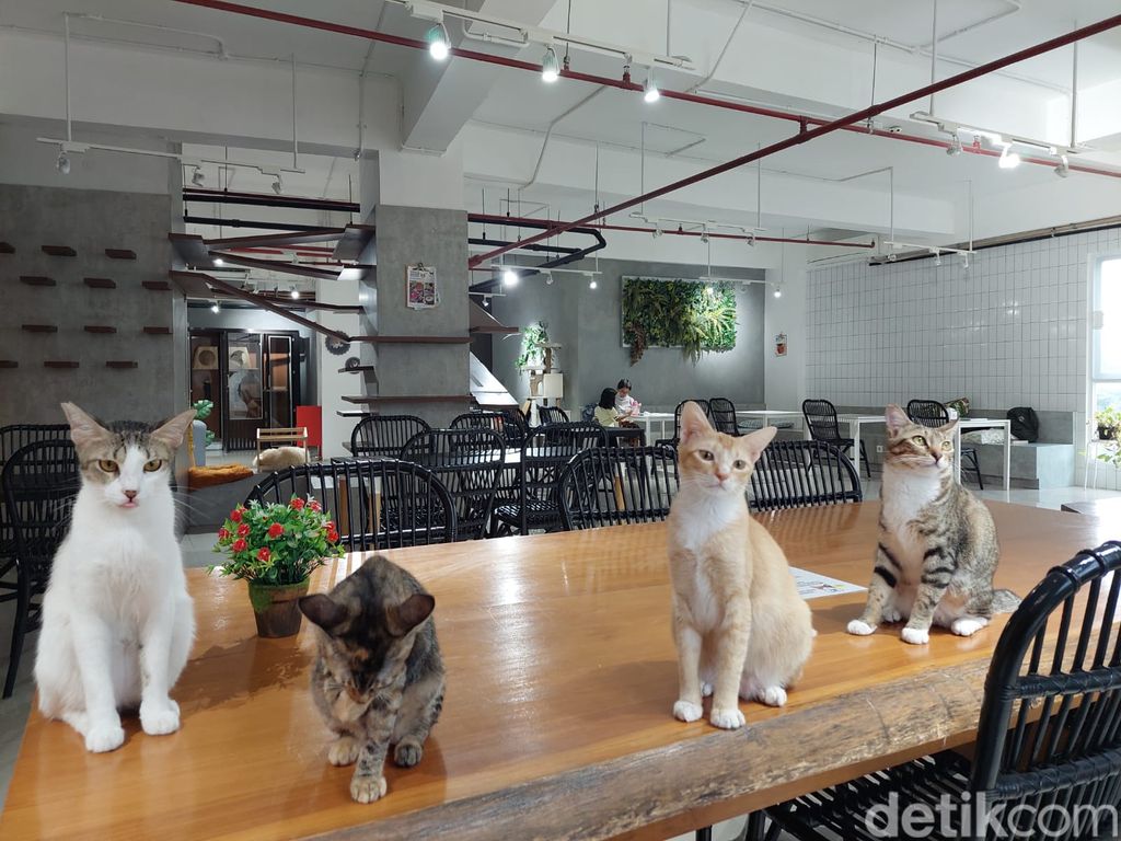 Calicoffice di Tangerang Selatan