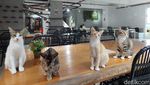 Foto: Tempat Nongkrong Pecinta Kucing di BSD, Tangsel