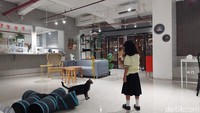 Kamu bisa bermain dengan kucing-kucing menggemaskan sembari melepas penat.
