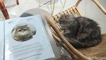 Foto: Tempat Nongkrong Pecinta Kucing di BSD, Tangsel