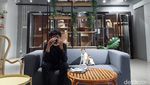 Foto: Tempat Nongkrong Pecinta Kucing di BSD, Tangsel