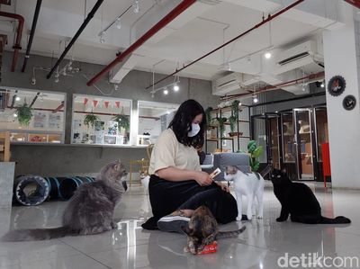 Foto: Tempat Nongkrong Pecinta Kucing di BSD, Tangsel