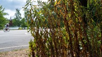 Tanaman di pinggir jalan Brooklyns Prospect Park mengalami kekeringan dan berubah warna kecoklatan. Namun, ada juga beberapa tanaman yang terlihat masih hijau.