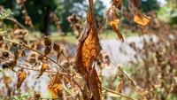 Akibat kekeringan yang parah, daun dan juga bunga yang ada di Brooklyns Prospect Park menjadi kering kerontang.