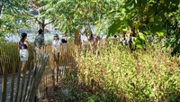 Cuaca panas yang terik di Brooklyns Prospect Park, tak menghalangi warga New York untuk tetap berkunjung ke tempat tersebut.
