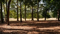 Hamparan rumput hijau menjadi kecoklatan. Menurut Pusat Mitigasi Kekeringan Nasional dan Layanan Cuaca Nasional, seluruh Kota New York menghadapi kondisi kekeringan.
