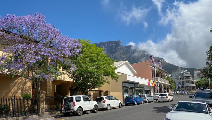 Cape Town, South Africa - November 5, 2019:  Streetview of Kloof Street against cloudy sky with Jacaranda tree in full bloom
