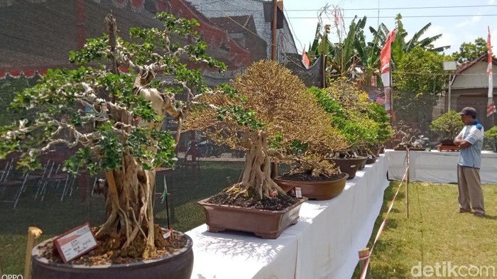 Pameran bonsai di lapangan Desa Tirtomarto, Kecamatan Cawas, Klaten, Selasa (30/8/2022).