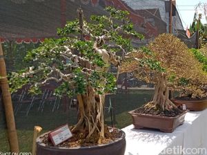 Merapat! Pameran Bonsai di Tirtomarto Klaten, Ada Kontes-Jual Beli