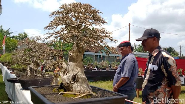 Pameran bonsai di lapangan Desa Tirtomarto, Kecamatan Cawas, Klaten, Selasa (30/8/2022).