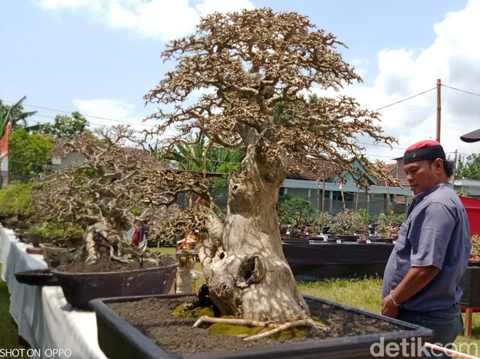 Pameran bonsai di lapangan Desa Tirtomarto, Kecamatan Cawas, Klaten, Selasa (30/8/2022).