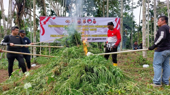 Pemusnahan ladang ganja di Aceh Utara (Foto: Istimewa)
