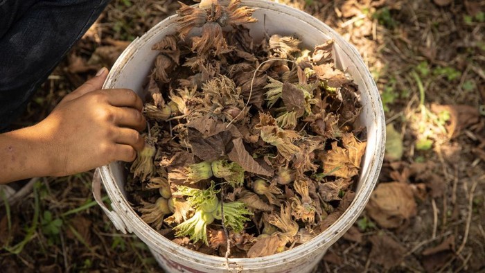 Petani Hazelnat di Turki yang Limbung Karena Inflasi. ORDU, TURKEY - AUGUST 28: Hazelnut Farmer Fatma Kacmaz funnels hazelnuts to be separated from their leaves for drying after harvesting on August 28, 2022 in Ordu, Turkey. Turkey is the worlds biggest exporter of hazelnuts, accounting for more than 70% of the worlds hazelnuts with most coming from the countries Black Sea region. However, Turkey's rising inflation is taking a toll on the regions hazelnut farmers and could soon see supplies shrink. Turkish inflation rose to a 24-year high of 79.6% in July, 2022 effecting exports, prices for seeds, fertiliser and other supplies cutting into farmers profits and raising the prices of hazelnut products. (Photo by Chris McGrath/Getty Images)