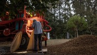 Seorang petani Hazelnut Huseyin Kacmaz mengecek kembali kacang hazelnut setelah dipisahkan dari daunnya. Inflasi Turki yang meningkat berdampak pada petani hazelnut di wilayah tersebut dan persediaan menyusut.