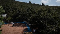 Pemandangan kebun hazelnat di Turki. Inflasi Turki melonjak ke level tertinggi selama 24 tahun terakhir yaitu di level 79,6 persen pada Juli 2022.