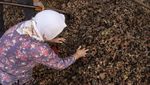 Potret Petani Hazelnat di Turki yang Limbung Karena Inflasi