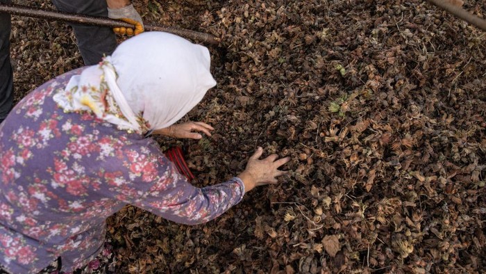 Petani Hazelnat di Turki yang Limbung Karena Inflasi. ORDU, TURKEY - AUGUST 28: Hazelnut Farmer Fatma Kacmaz funnels hazelnuts to be separated from their leaves for drying after harvesting on August 28, 2022 in Ordu, Turkey. Turkey is the worlds biggest exporter of hazelnuts, accounting for more than 70% of the worlds hazelnuts with most coming from the countries Black Sea region. However, Turkey's rising inflation is taking a toll on the regions hazelnut farmers and could soon see supplies shrink. Turkish inflation rose to a 24-year high of 79.6% in July, 2022 effecting exports, prices for seeds, fertiliser and other supplies cutting into farmers profits and raising the prices of hazelnut products. (Photo by Chris McGrath/Getty Images)