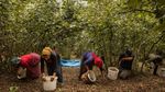 Potret Petani Hazelnat di Turki yang Limbung Karena Inflasi