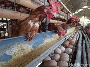 RI Ekspor 23 Ribu Ekor Ayam Hidup ke Singapura Lewat Laut