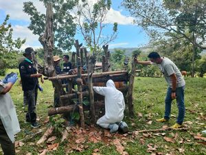 26 Sapi Positif PMK di Barru Dipotong Paksa, Warga Tak Tuntut Ganti Rugi