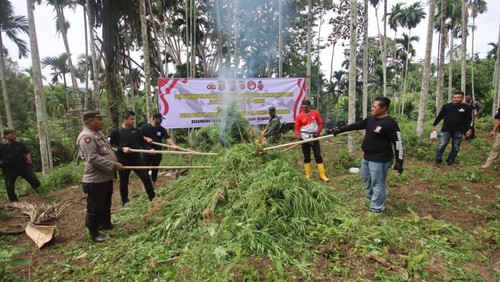 Polisi Banten menemukan ladang ganja sekitar 3 hektare di Kabupaten Aceh Utara, Aceh. Ganja tersebut lalu dimusnahkan dengan berat total sekitar 15 ton. (dok Polda Banten)