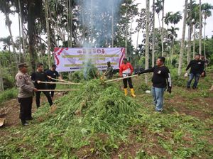 Ladang Ganja Seluas 3 Hektare Dimusnahkan di Aceh