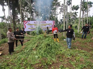 Ladang Ganja Seluas 3 Hektare Dimusnahkan di Aceh