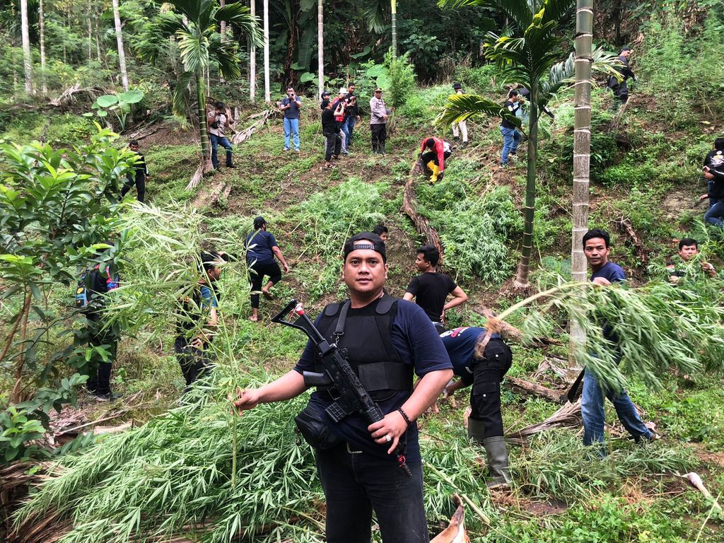 Polisi Banten menemukan ladang ganja sekitar 3 hektare di Kabupaten Aceh Utara, Aceh. Ganja tersebut lalu dimusnahkan dengan berat total sekitar 15 ton. (dok Polda Banten)