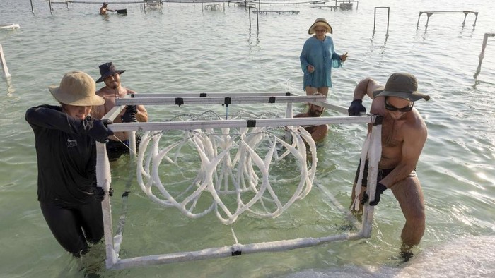 Potret Unik Karya Seni dari Kristal Garam di Laut Mati Multidisciplinary Israeli artist Sigalit Landau inspects one of her artworks, after being submerged in the salty Dead Sea water at the Ein Bokek resort, on August 2, 2022. - Israeli artist Sigalit Landau wades into the warm, briny waters of the Dead Sea to inspect her latest creations -- everyday objects coated in salt crystals that glisten in the bright morning sun. The lowest point on Earth is also Landau's studio where she submerges objects -- from a ballet dress to a lampshade's wire frame -- for weeks until they are magically transformed by ice-like layers of salt. (Photo by MENAHEM KAHANA / AFP) (Photo by MENAHEM KAHANA/AFP via Getty Images)
