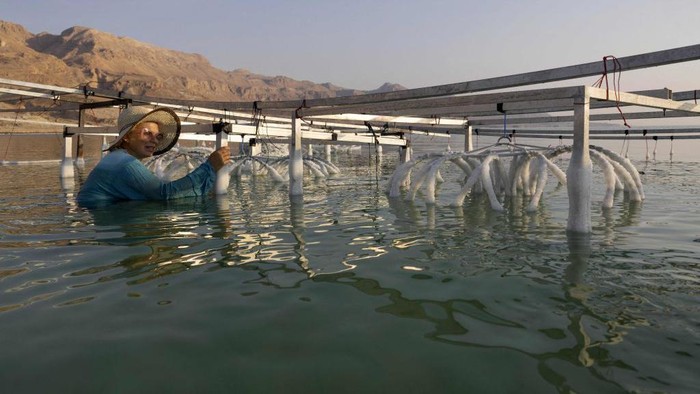 Potret Unik Karya Seni dari Kristal Garam di Laut Mati Multidisciplinary Israeli artist Sigalit Landau inspects one of her artworks, after being submerged in the salty Dead Sea water at the Ein Bokek resort, on August 2, 2022. - Israeli artist Sigalit Landau wades into the warm, briny waters of the Dead Sea to inspect her latest creations -- everyday objects coated in salt crystals that glisten in the bright morning sun. The lowest point on Earth is also Landau's studio where she submerges objects -- from a ballet dress to a lampshade's wire frame -- for weeks until they are magically transformed by ice-like layers of salt. (Photo by MENAHEM KAHANA / AFP) (Photo by MENAHEM KAHANA/AFP via Getty Images)