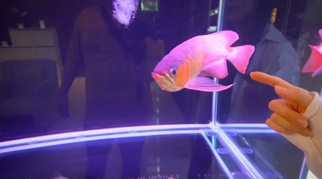 Masuk ke rumah, penghuni langsung disambut dengan akuarium berisi ikan arwana super red. Satunya berharga Rp 30 juta. (Foto: YouTube/Jessica Jane)