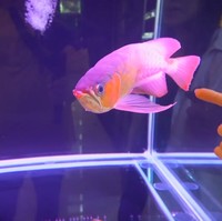 Masuk ke rumah, penghuni langsung disambut dengan akuarium berisi ikan arwana super red. Satunya berharga Rp 30 juta. (Foto: YouTube/Jessica Jane)