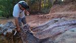 Woww... Kerangka Fosil Dinosaurus Terbesar Ditemukan di Portugal