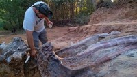 Ahli meneliti salah satu sudut fosil yang belum terangkat sepenuhnya. Fragmen fosil pertama kali ditemukan di situs Monte Agudo pada 2017, diperkirakan berasal dari brachiosaurid yang hidup selama periode Jurassic Atas ketika pemiliknya sedang menggali kebun untuk memberi jalan bagi perluasan. Dia menghubungi ahli paleontologi, yang menemukan bagian dari kerangka dinosaurus awal bulan ini dan telah memeriksanya sejak saat itu.