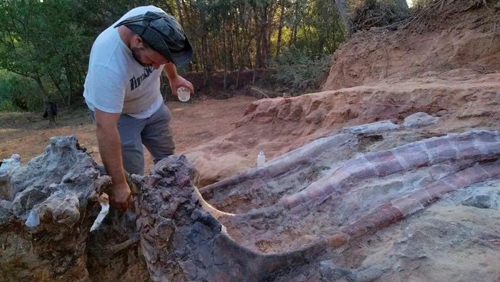 A view during a phase of the excavation works of a partial skeleton of a sauropod dinosaur at the Monte Agudo fossil site, in Pombal, Portugal in this handout taken August 2022. Instituto Dom Luiz (Faculty of Sciences of the University of Lisbon) /Handout via REUTERS THIS IMAGE HAS BEEN SUPPLIED BY A THIRD PARTY. MANDATORY CREDIT. NO RESALES. NO ARCHIVES.